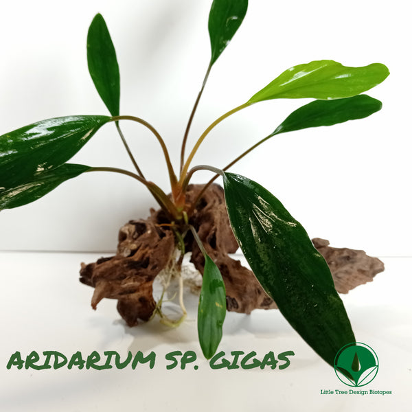 ARIDARIUM SP. GIGAS