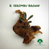 BUCEPHALANDRA SERIMBU BROWN