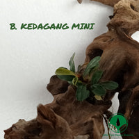 BUCEPHALANDRA KEDAGANG MINI