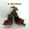 BUCEPHALANDRA BELINDAE