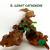 BUCEPHALANDRA GIANT CATHERINE