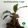BUCEPHALANDRA T-REX
