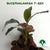 BUCEPHALANDRA T-REX