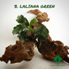 BUCEPHALANDRA LALIANA GREEN