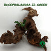 BUCEPHALANDRA IO GREEN
