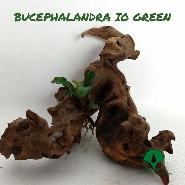 BUCEPHALANDRA IO GREEN