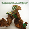 BUCEPHALANDRA ANTYOVANI