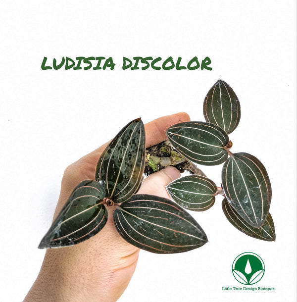 ORQUÍDEA LUDISIA DISCOLOR