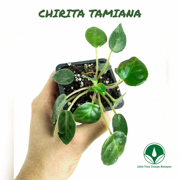 CHIRITA TAMIANA