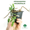 HELECHO MICROGRAMMA VACCINIIFOLIA