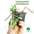 HELECHO MICROGRAMMA VACCINIIFOLIA
