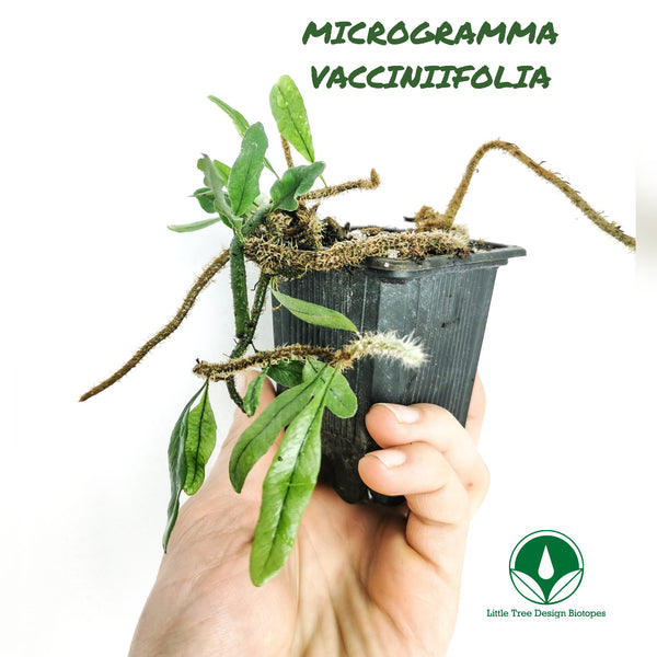 HELECHO MICROGRAMMA VACCINIIFOLIA
