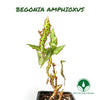 BEGONIA AMPHIOXUS