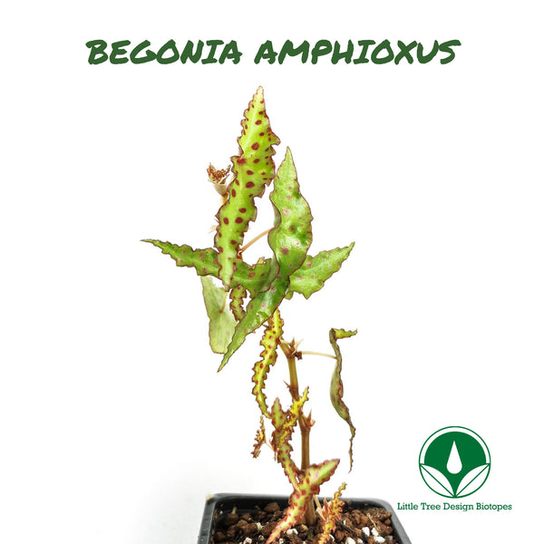 BEGONIA AMPHIOXUS