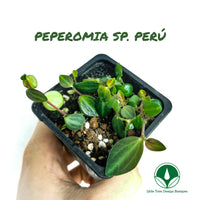 PLANTA TAPIZANTE PEPEROMIA SP. PERÚ