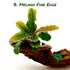 BUCEPHALANDRA MELAWI FINE EDGE