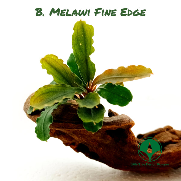 BUCEPHALANDRA MELAWI FINE EDGE