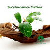 BUCEPHALANDRA SINTANG