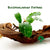 BUCEPHALANDRA SINTANG