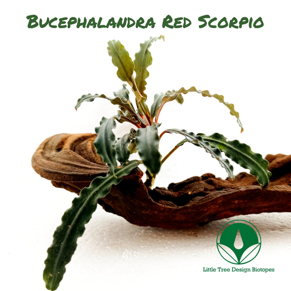 BUCEPHALANDRA RED SCORPIO