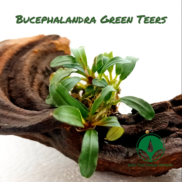BUCEPHALANDRA GREEN TEERS