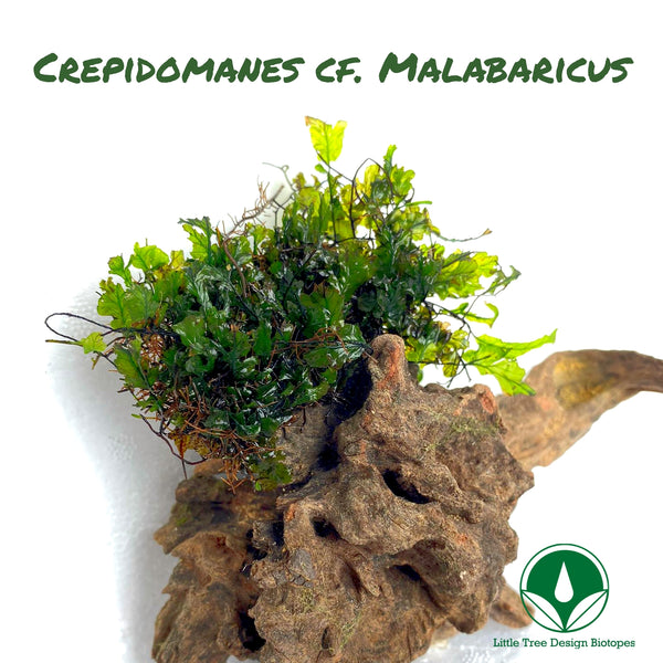 CREPIDOMANES CF. MALABARICUS