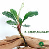 BUCEPHALANDRA GREEN ACHILLES
