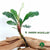 BUCEPHALANDRA GREEN ACHILLES
