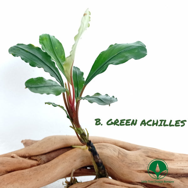 BUCEPHALANDRA GREEN ACHILLES