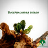 BUCEPHALANDRA HERON