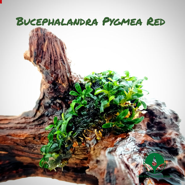 BUCEPHALANDRA PYGMEA RED