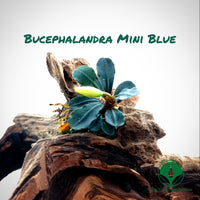 BUCEPHALANDRA MINI BLUE