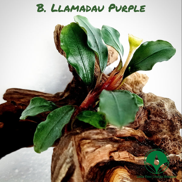 BUCEPHALANDRA LLAMADAU PURPLE