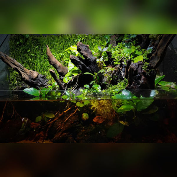 LTB Paludarios Standar