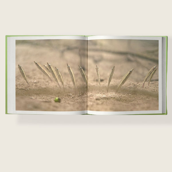 FISHES OF THE ORINOCO IN THE WILD PROMO EN WEB MIKOLJI