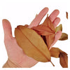 HOJAS DE MAGNOLIO