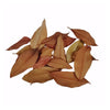 HOJAS DE MAGNOLIO