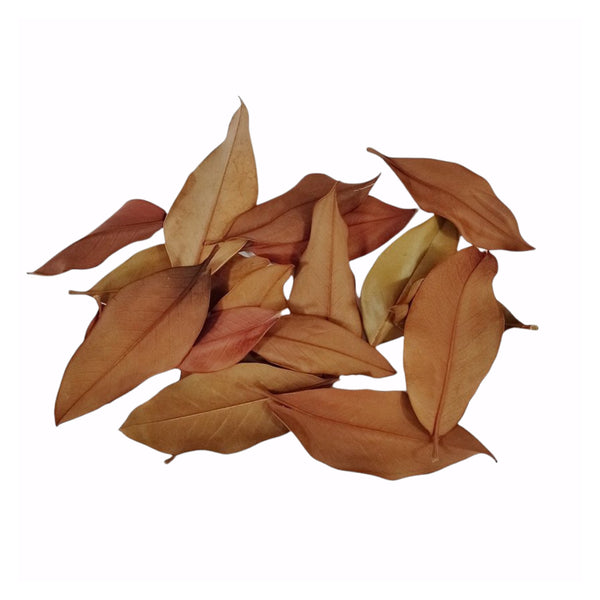 HOJAS DE MAGNOLIO