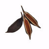 KURRAJONG POD