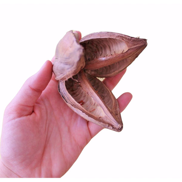 PENCA POD