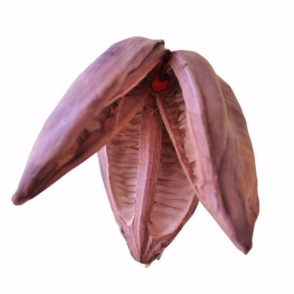 PENCA POD