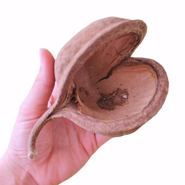 PTERYGOTA POD