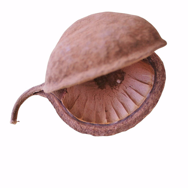 PTERYGOTA POD