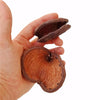 STERCULIA POD