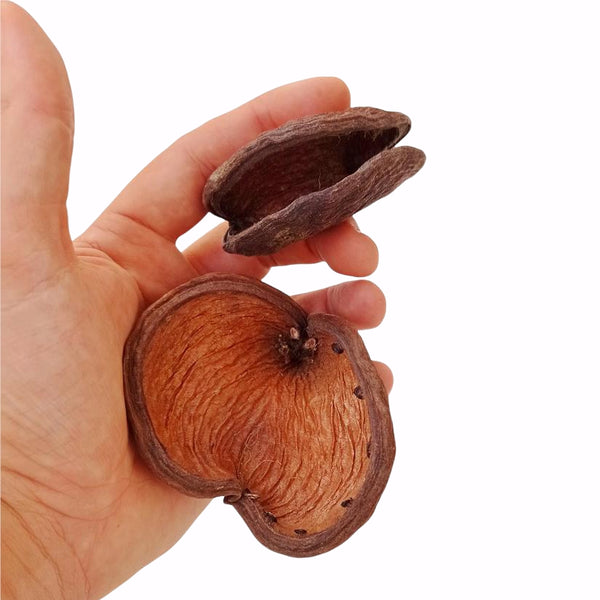 STERCULIA POD
