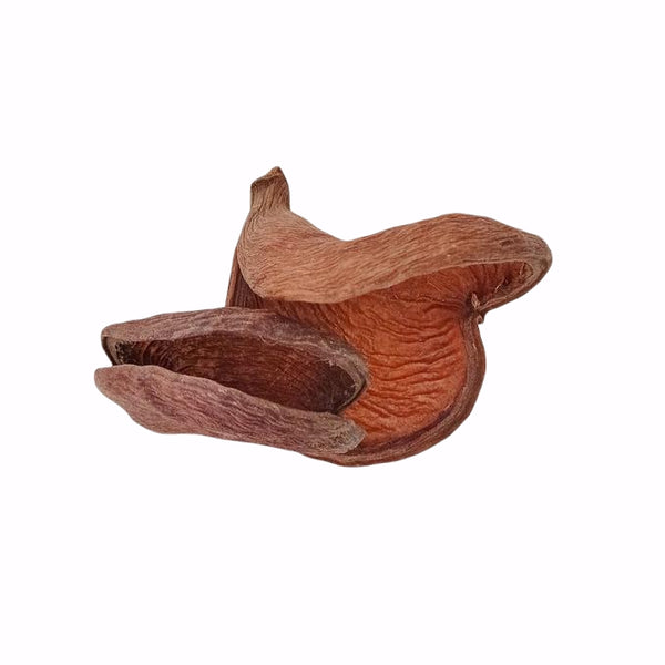 STERCULIA POD