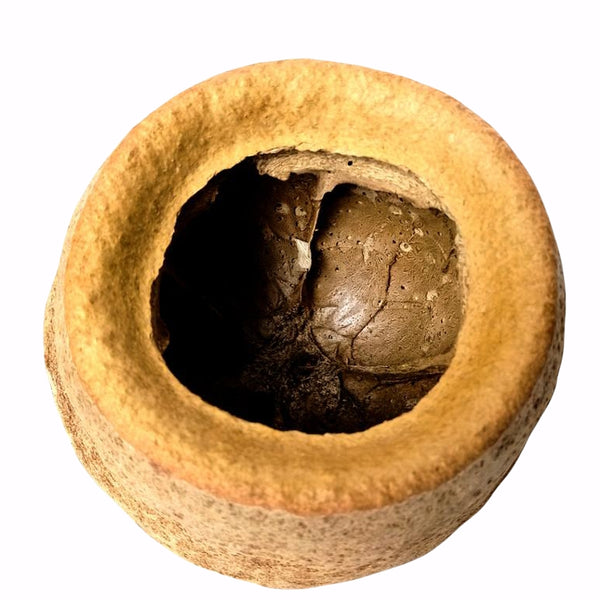 SAPUCAIA XXL ¡¡¡sobre 15cm de diámetro!!!