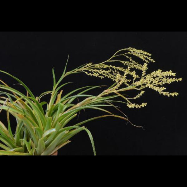 Bromelia-Catopsis floribunda