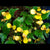 BEGONIA PRISMATOCARPA