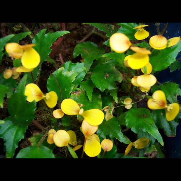 BEGONIA PRISMATOCARPA